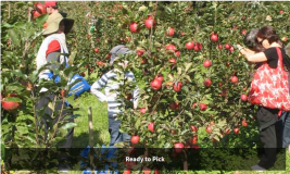 Apple Picking in Bilpin